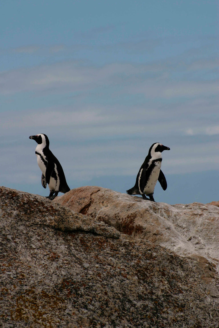 Wanddecoratie Pinguin