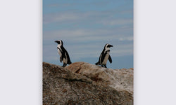 Wanddecoratie Pinguin