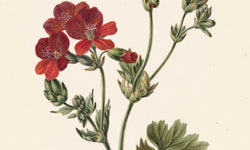 Wanddecoratie Rode bloem