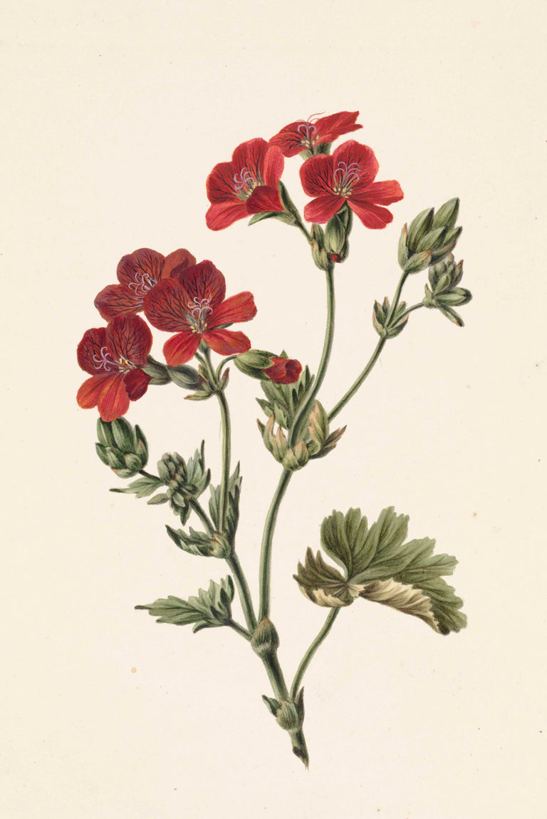 Wanddecoratie Rode bloem