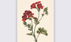 Wanddecoratie Rode bloem