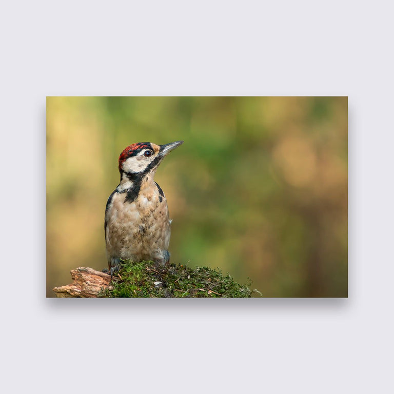 Wanddecoratie Specht
