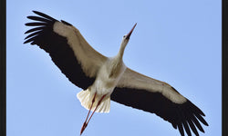 Wanddecoratie Stork