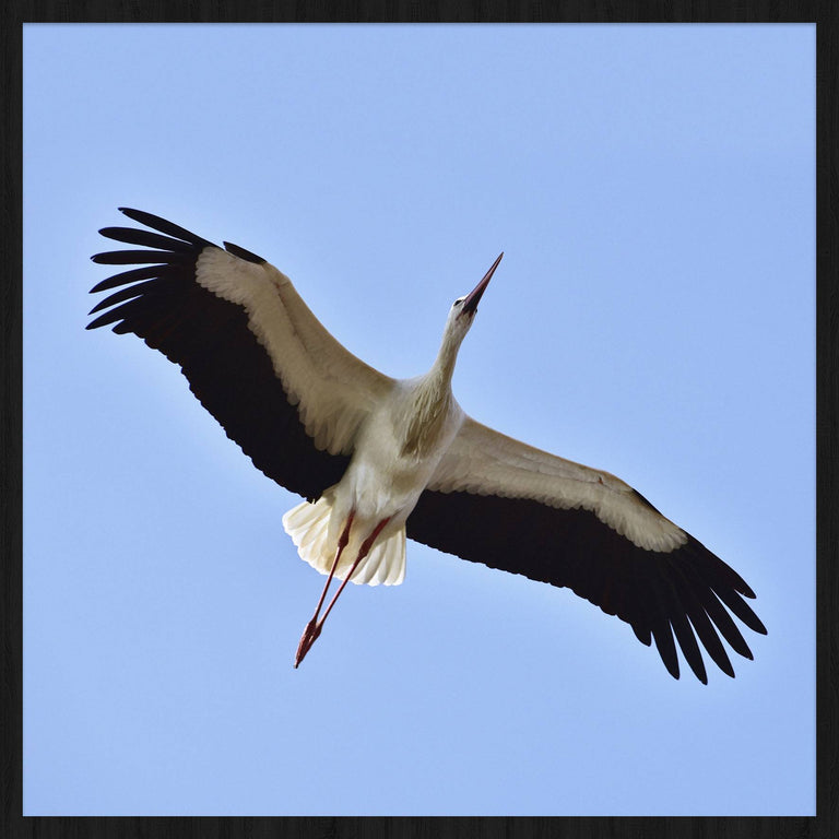 Wanddecoratie Stork