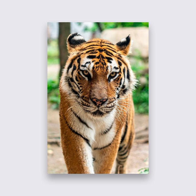 Wanddecoratie Tijgers