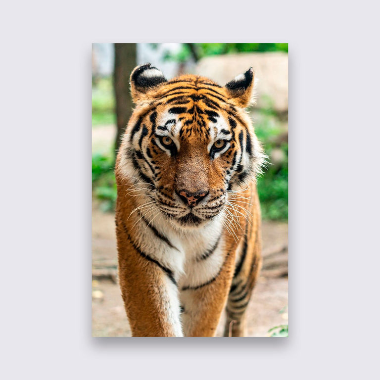 Wanddecoratie Tijgers