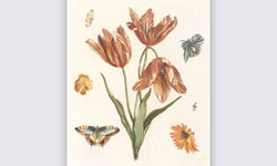 Wanddecoratie Tulpen