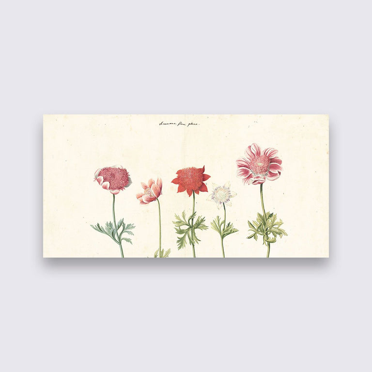 Wanddecoratie Vijf studies van anemonen