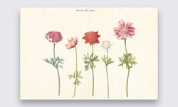 Wanddecoratie Vijf studies van anemonen