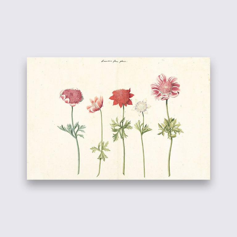 Wanddecoratie Vijf studies van anemonen