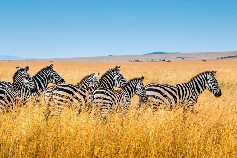 Wanddecoratie Zebra