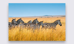 Wanddecoratie Zebra