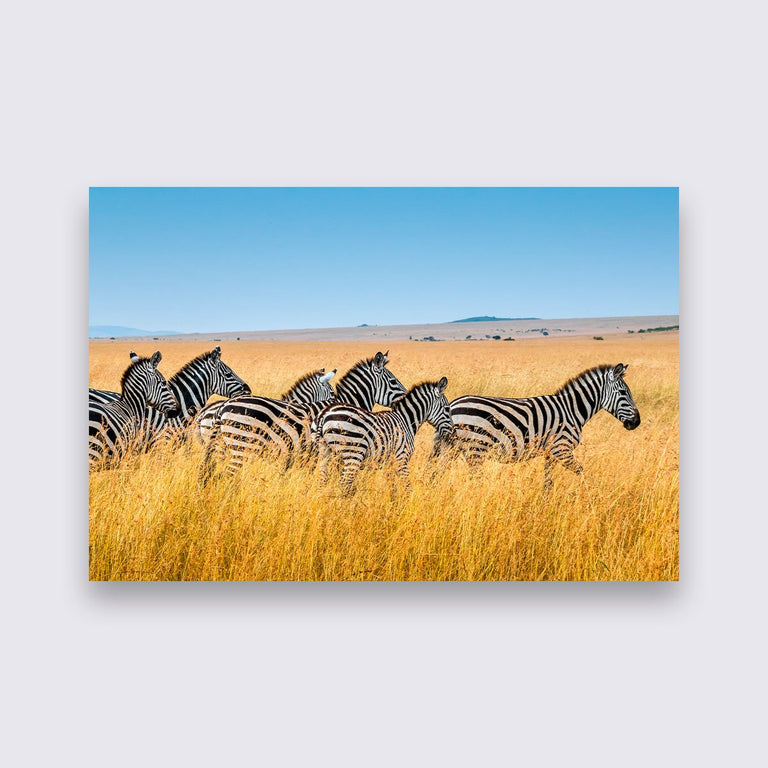 Wanddecoratie Zebra