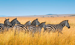 Wanddecoratie Zebra