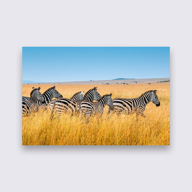 Wanddecoratie Zebra