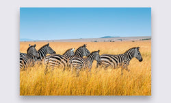 Wanddecoratie Zebra